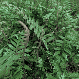 Ferns-2