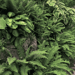 Ferns-3
