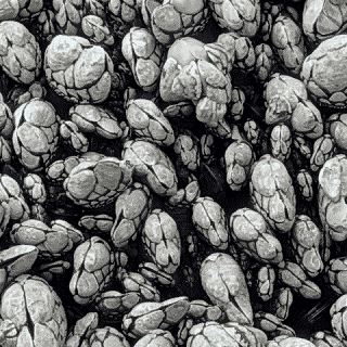 Shells