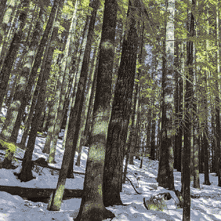 Trees